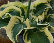 Hosta 'Mini Skirt'