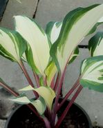 Hosta 'Miss Christa"