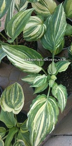 Hosta "Modern Dance" 