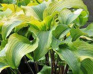Hosta "Monkey Business" 