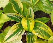  Hosta 'Montana Moonshine' (OS)