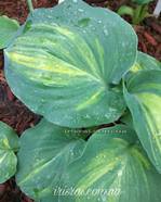 Hosta "Moon light Sonata Streaked"