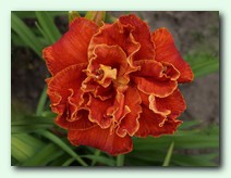 Moses Fire (����� ����)