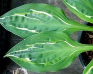 Hosta  "Moulin Rouge" 