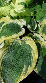 Hosta "Mount Tom"