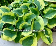Hosta ' Mouse Capades '
