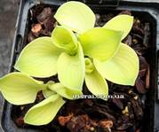 Hosta 'Mouse Metamorphosis"