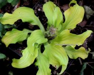 Hosta 'Mouse Salad"