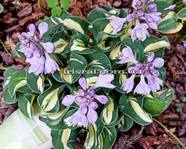 Hosta "Mouse Trap"