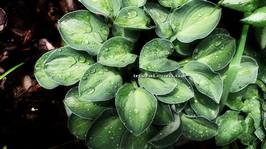 Hosta Mystic Mouse
