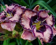 �������� NEVER ENDING FANTASY