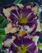 �������� NICOLE'S PLUM CRAZY