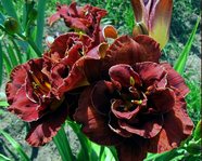 Night Embers (���� ������)