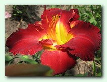 Noble Warrior (����� �����)