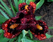 Nosferatu (���������)