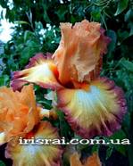 ���� OIL PAINTING