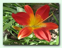 Open Heart (O���� ����)