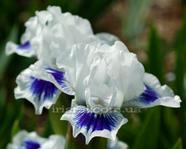 ���� " OPEN YOUR EYES "