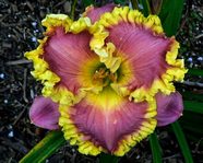 ��������  "ORCHID AND GOLD"
