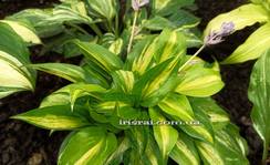 Hosta Obi-Wan Kenobi