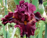 ���� Obsessed (�������)