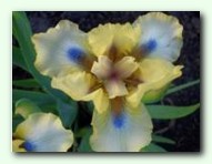 Vogni Yalty(����� ����)