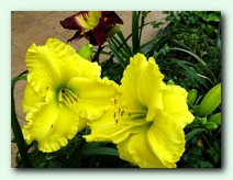 Omonuki (�������)