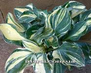 Hosta"One Lota Supreme"