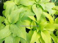 Hosta 'Only Time '