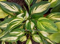 Hosta ' Ooh La La'