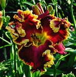 ��������  "OPEN SEASON"