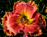 ��������  " OPPORTUNITY KNOCKS "