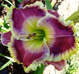 ��������  " ORCHID LINEN "