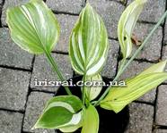 Hosta "Outrageous"