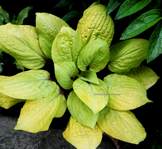 Hosta ''Owen's Outrage''
