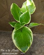 Hosta  ' Pie a la Mode '