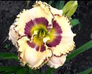 �������� PAINTED EXPRESSION