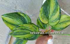 HOSTA PARADISE LIGHTNING