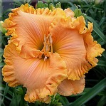 �������� PATSY CLINE