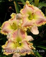 ��������  " PERFECTLY PLUMP " 