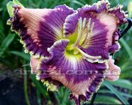 �������� PETE'S PASSION