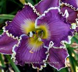 ��������  " PHILOSOPHER"