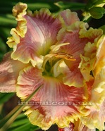 �������� PINK COUTURE