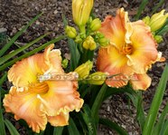 Ponkan's Orange Sherbet. 