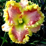 ��������  " PRICELESS "