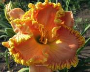 ��������  "PRINCESS MOST LOVELY" 