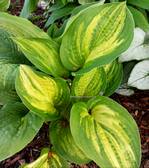 Hosta" Pin Stripe Sister"