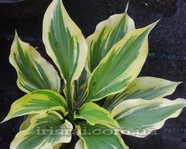 Hosta" Paisley Border "