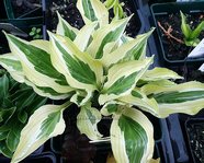 Hosta ' Pale Dancer '
