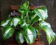 Hosta  ' Parthenon'
